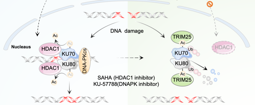 亚洲在线赌博平台导航