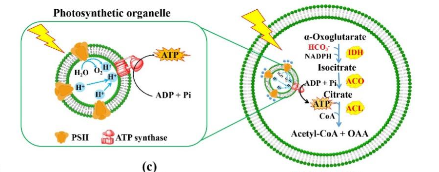 亚洲在线赌博平台导航